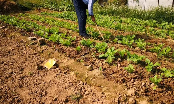 大白菜施肥前要松土