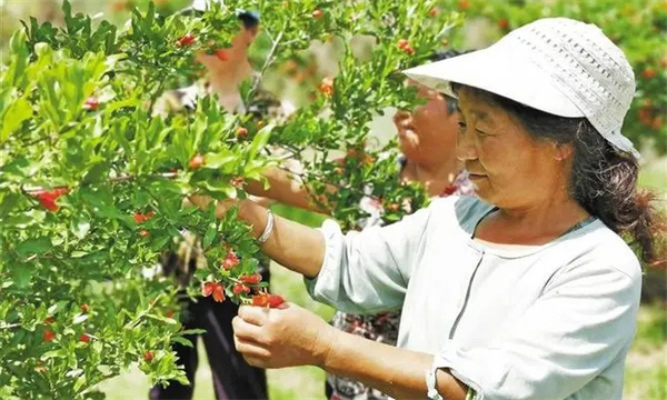 石榴的疏花疏果时间