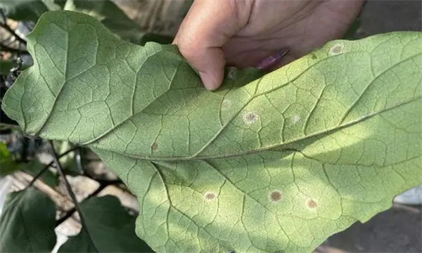 茄子叶霉病是什么原因引起的