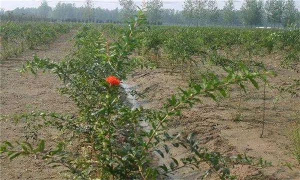 加强石榴栽培管理
