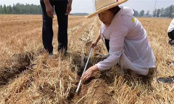 玉米精量播种技术的三个要求