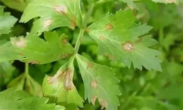 芹菜叶斑病如何防治