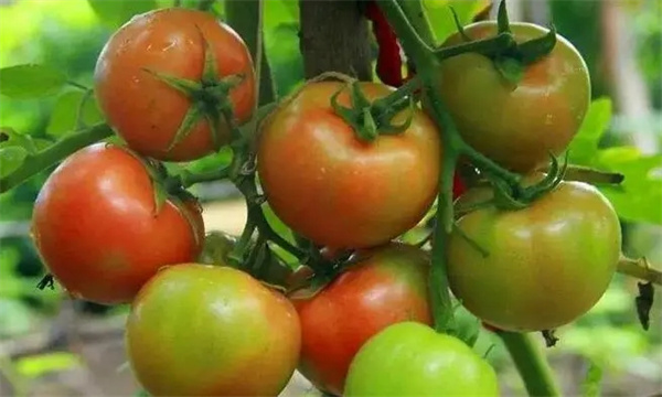 怎样控制番茄转色期的温度
