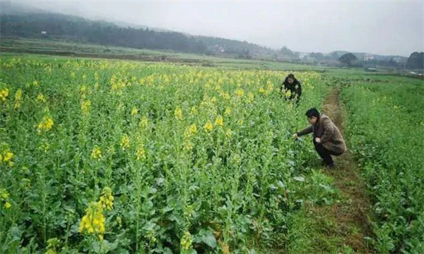 油菜定植后如何进行田间管理