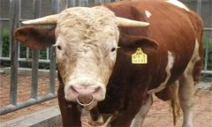 优质母牛的外貌标准是什么？怎样挑选好母牛？