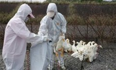 养鸭场如何结合当地疫情制定科学的免疫程序