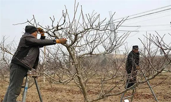 山楂盛果期需注意什么问题