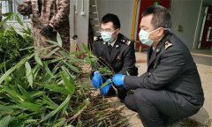农作物病虫害综合防治技术包括哪些方面