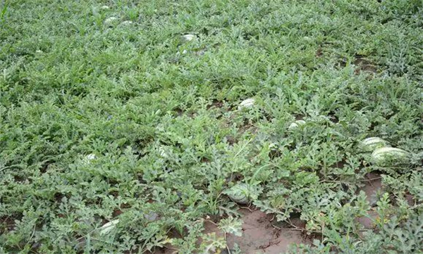 水稻收获后露地种植西瓜需注意哪些问题