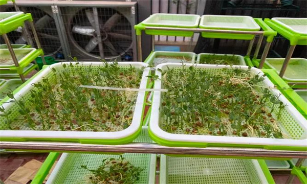 播种以及管理的具体流程